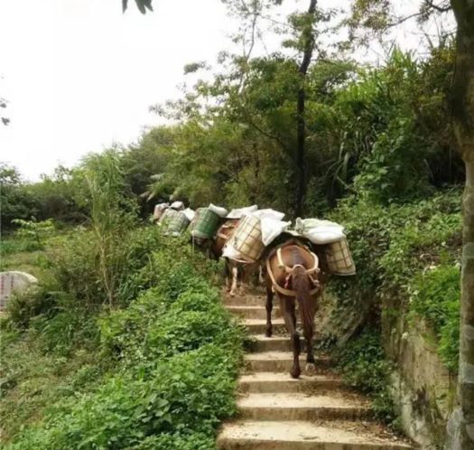 上饶山区马帮运输