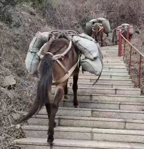 上饶骡马运输