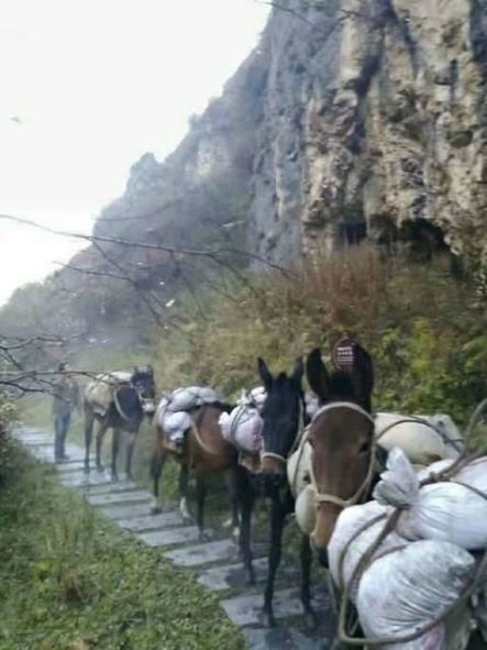 上饶骡子运输队